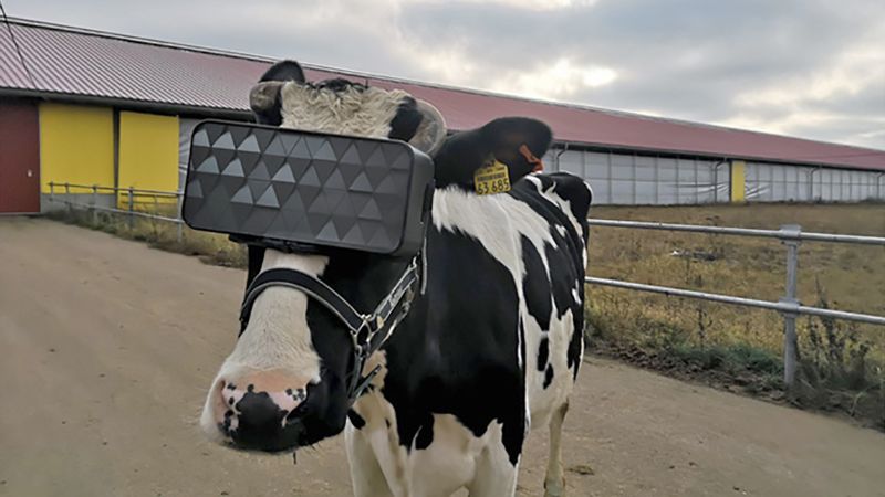 Russian dairy farmers gave cows VR goggles with hopes they would be happier and make better milk | CNN