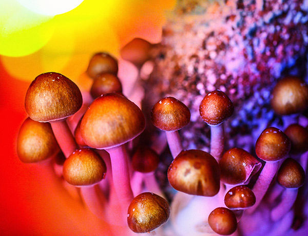 Psychedelic Compound in "Magic Mushrooms" Prompts Growth of Neural Connections Lost in Depression