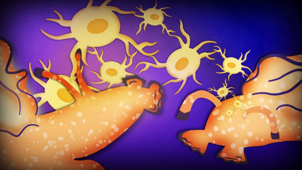 Memory transferred between snails, challenging standard theory of how the brain remembers