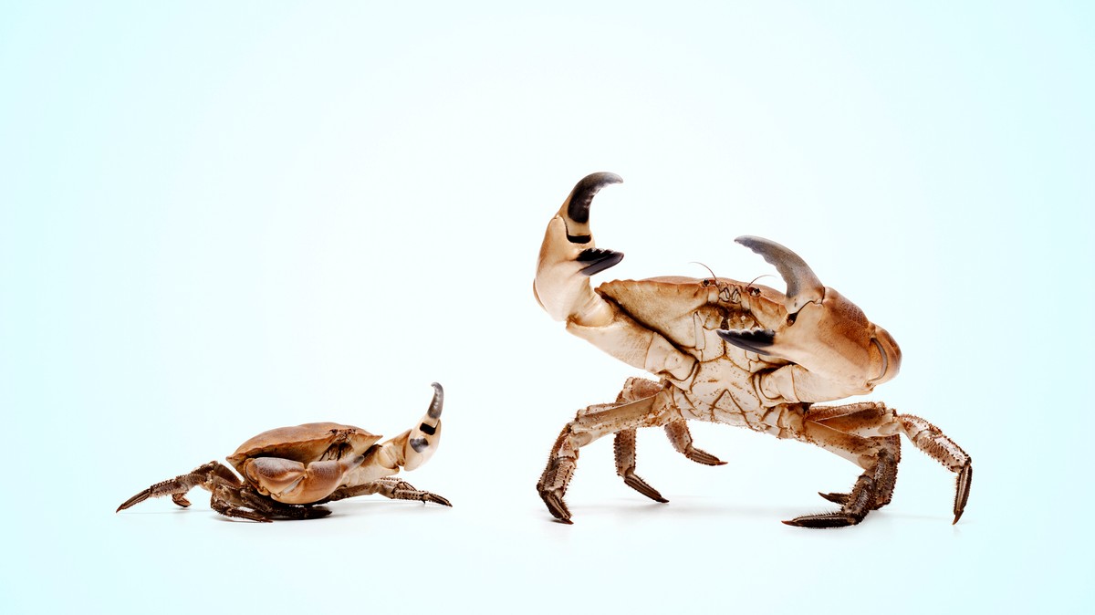 Your Electric Car Could Run On Crabs One Day