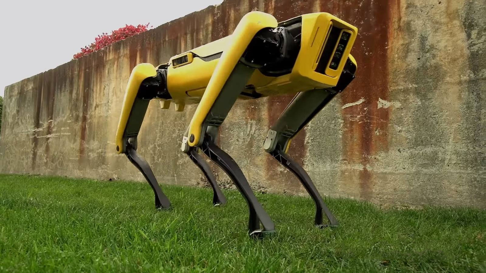 Skynet acecha: los perros de Boston Dynamics ya pueden pastorear ovejas