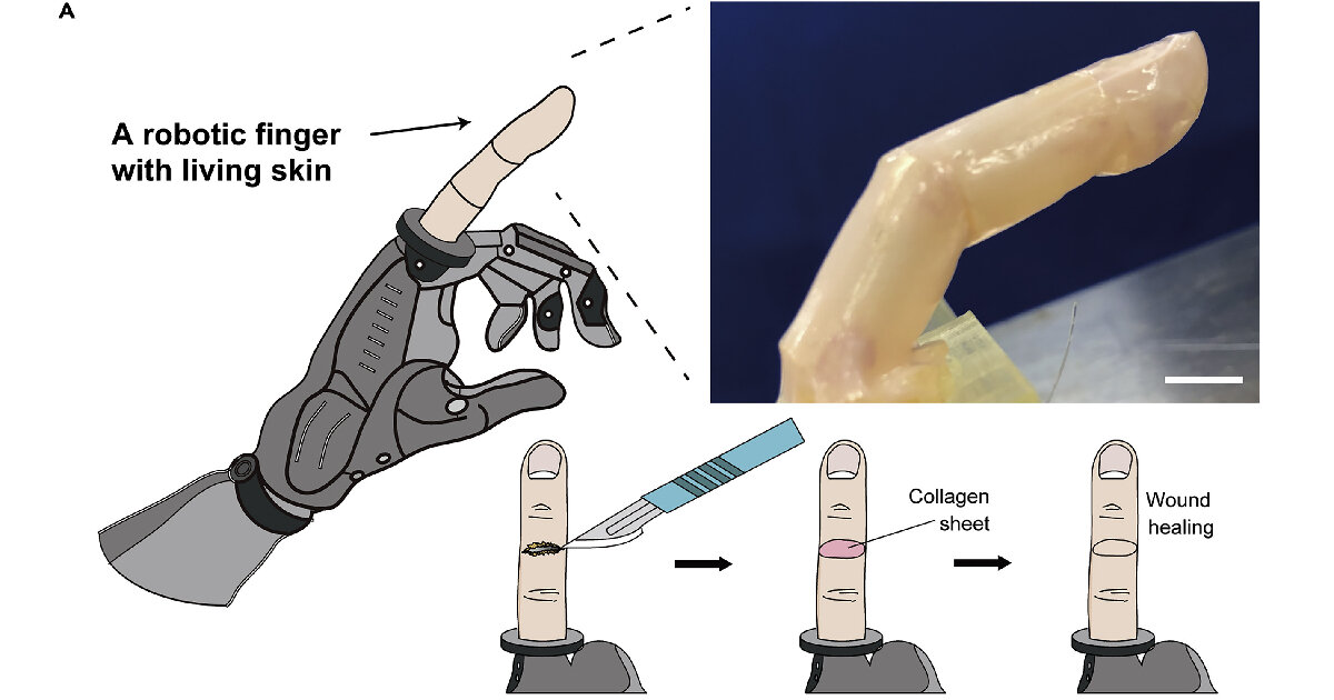 researchers develop ‘living skin’ for robots to make them look and feel human