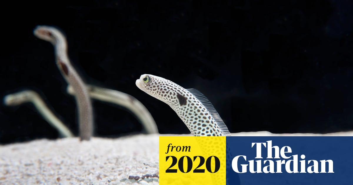 Japanese aquarium urges public to video-chat eels who are forgetting humans exist