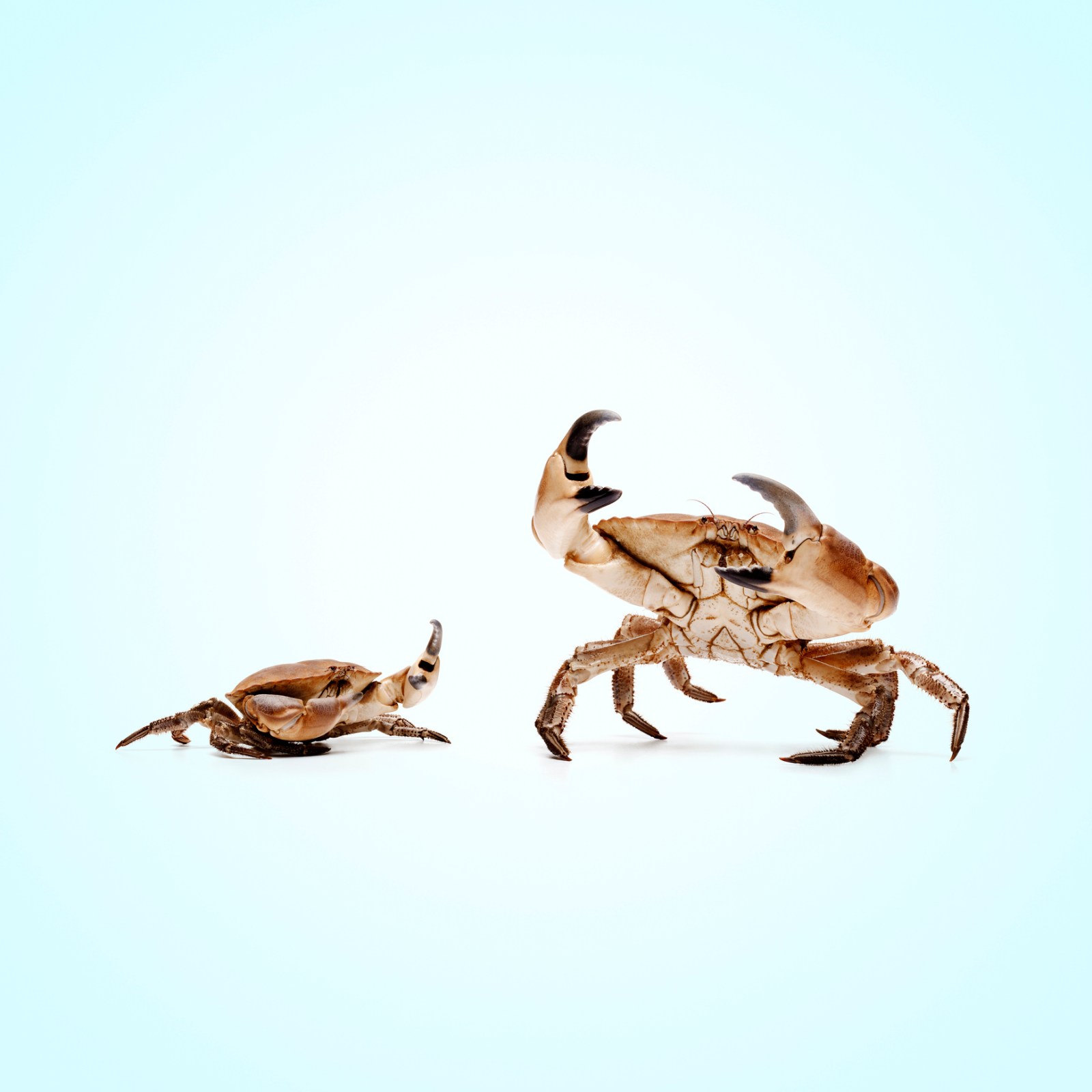 Your Electric Car Could Run On Crabs One Day