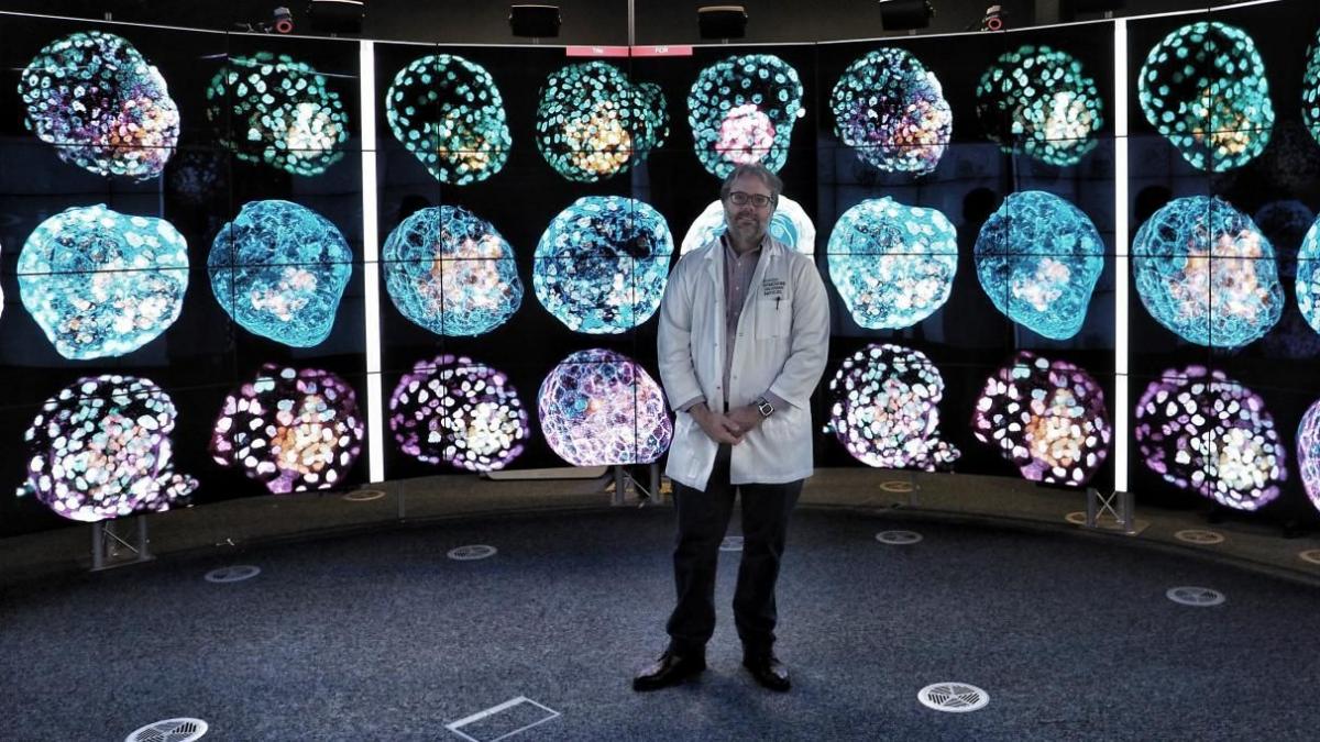 Crean por primera vez pseudoembriones humanos a partir de células de la piel