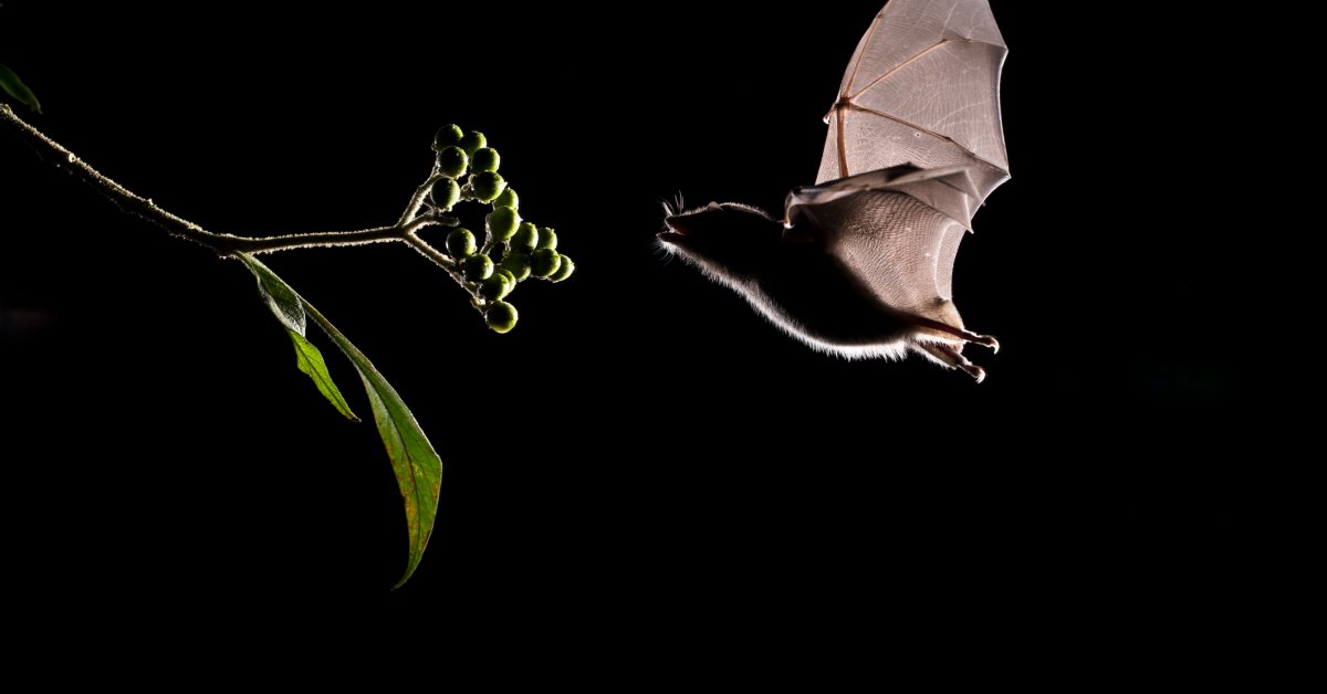 The Wuhan Coronavirus, Climate Change, and Future Epidemics