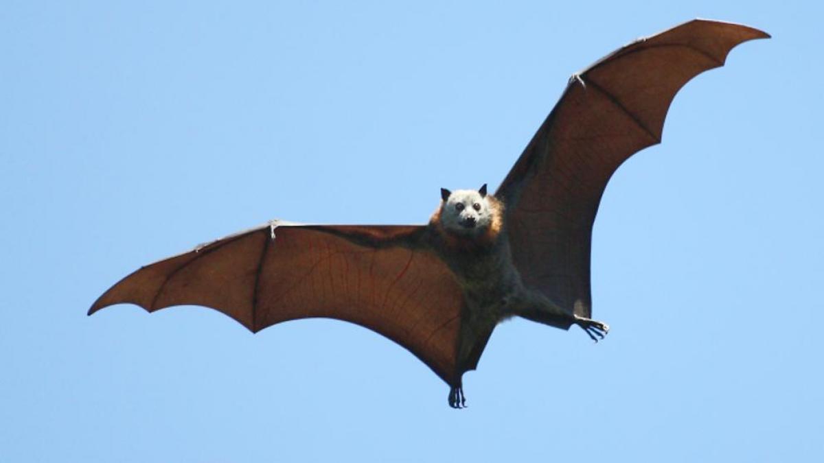 El cambio climático, señalado como factor desencadenante de la pandemia