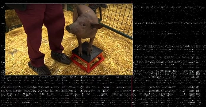 Shit for Brains | Danielle Carr