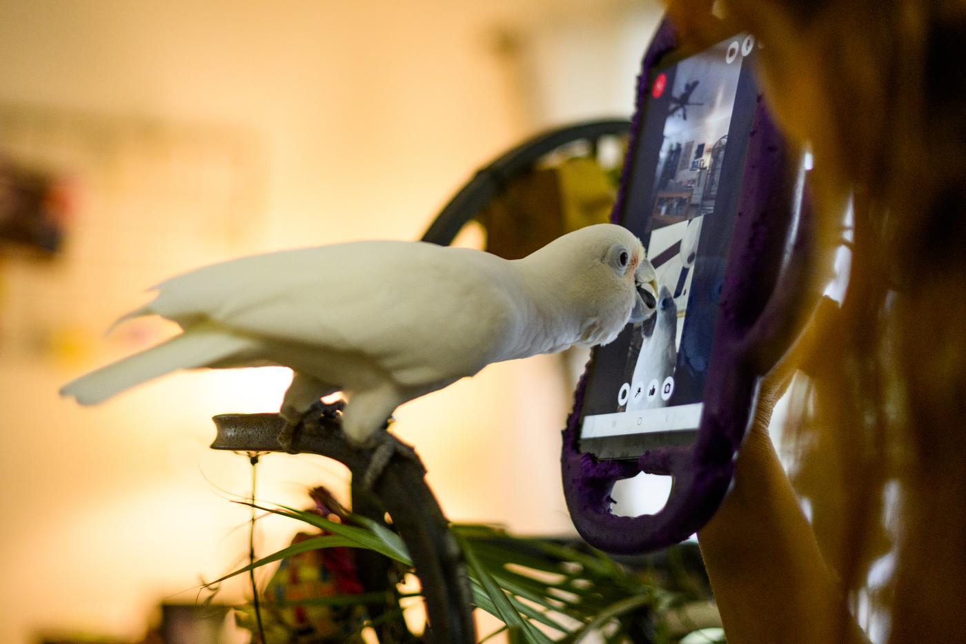 Parrots learn to make video calls to chat with other parrots, then develop friendships, Northeastern University researchers say