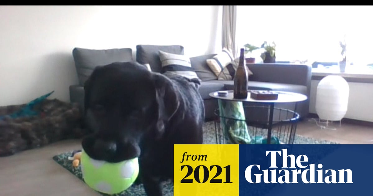 Can I give you a call bark? DogPhone lets pets ring their owners