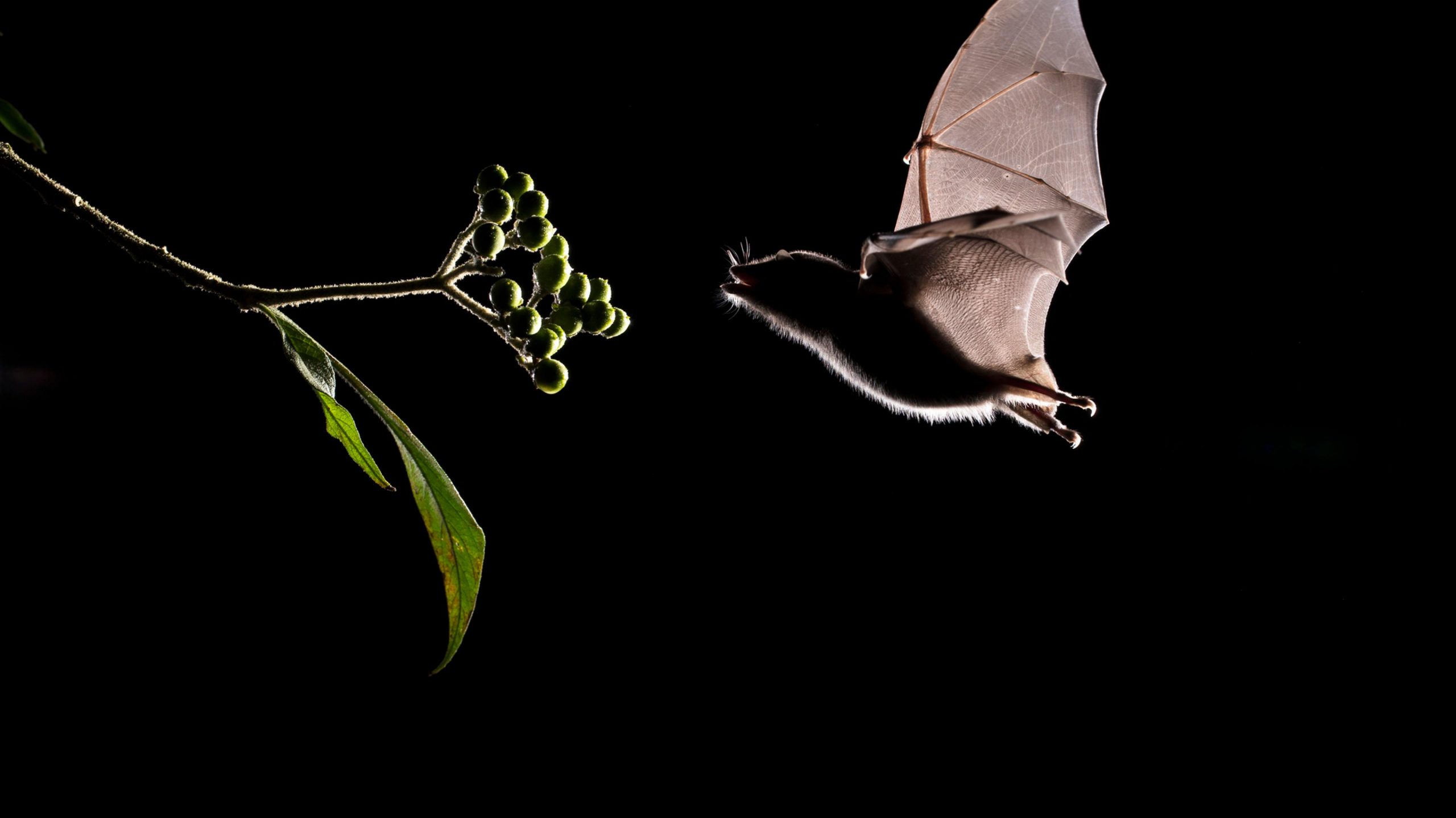 Wuhan Coronavirus, Climate Change, and Future Epidemics