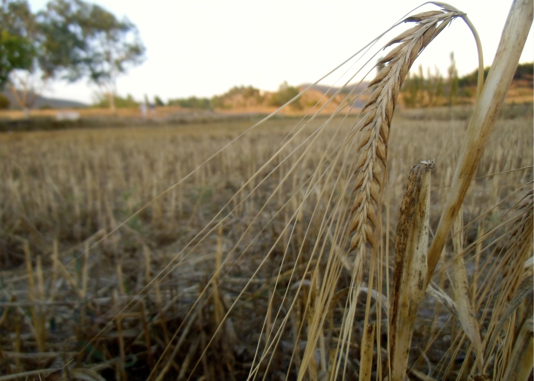 El otoño de la civilización (y la ruptura de la cadena de suministros)
