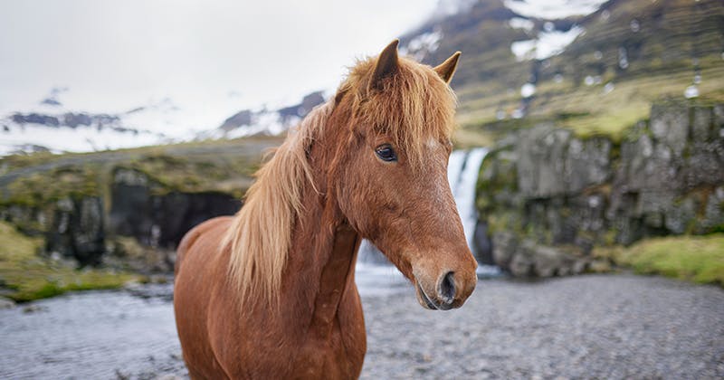 OutHorse Your Email
