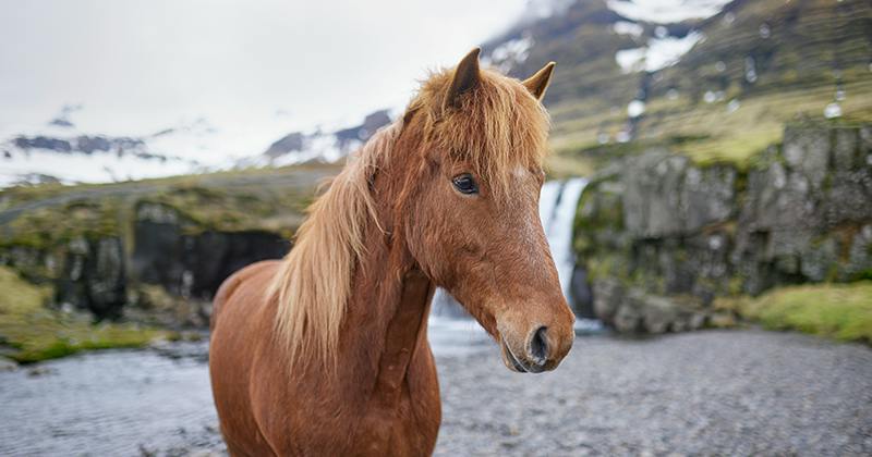 OutHorse Your Email